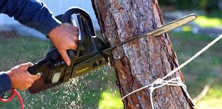 Trusted Moa, UT Tree Care  Experts